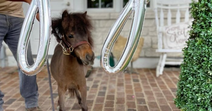  À cause de sa mère qui est très parente, ce bébé cheval était très effrayé, mais maintenant elle est si différente