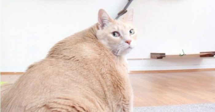  Personne ne reconnaît l’énorme chat gras, qui après l’adoption est devenu si joli