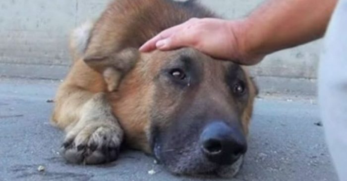  Un chien abandonné avait oublié ce qui est d’obtenir la compassion des autres