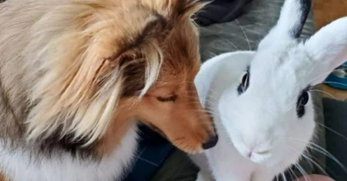  Le lapin a appris avec sa nouvelle famille, que l’amour ne connaît pas de frontiers