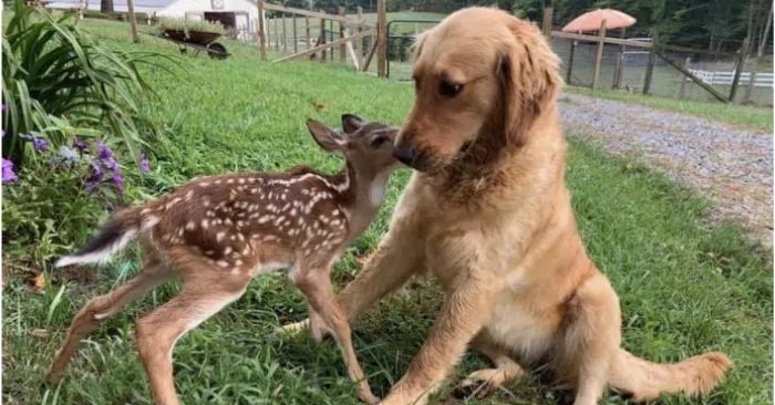  Une étonnante amitié inter-espèces entre un cerf et un chien