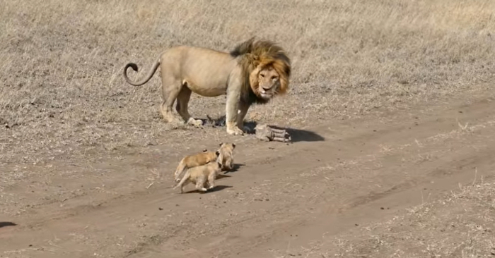  Le père lion fait de son mieux pour nourrir et éduquer ses petits