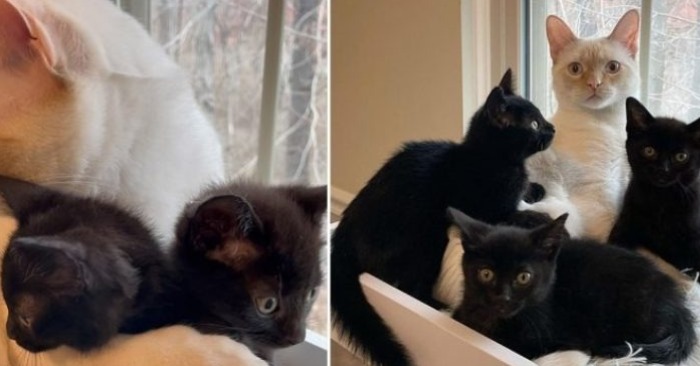  Trois chatons d’accueil liés à l’animal de compagnie et ont aimé jouer dans leur nouvelle maison