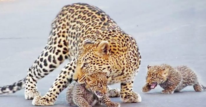  Un moment exclusif: une famille a pu rencontrer une famille léopard