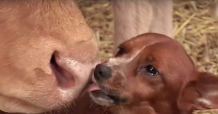  Une vache bienveillante a adopté un chiot et s’en est occupée comme si elle était la sienna