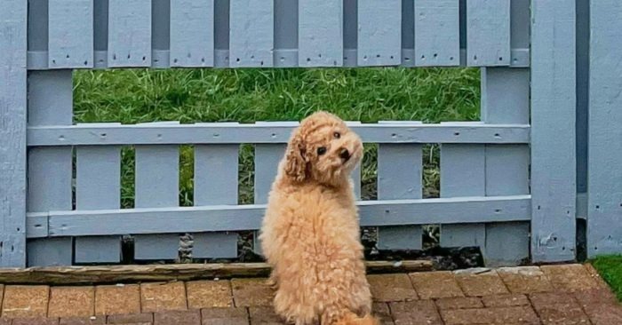  Quel cadeau pour ce chien reconnaissant: le propriétaire a construit une clôture spéciale