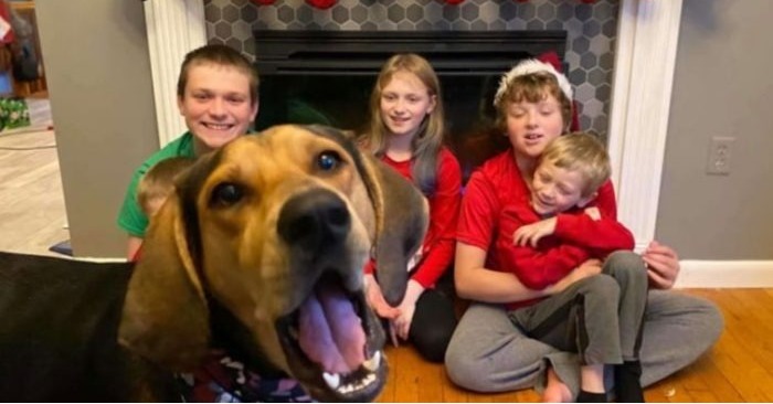  Le chien de la famille a participé à une séance photo pour les cartes postales de Noël