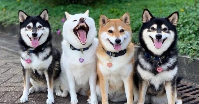  Le chien de famille est devenu célèbre sur les médias sociaux pour les poses drôles qu’il prend en photos de groupe