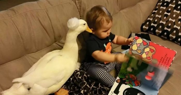 Le petit garçon lié au canard et son premier mot était «canard»