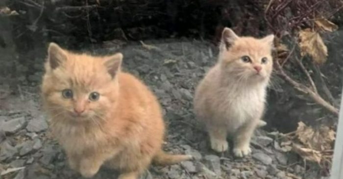  Deux chatons effrayés, qui ont fui dès qu’ils ont vu un humain