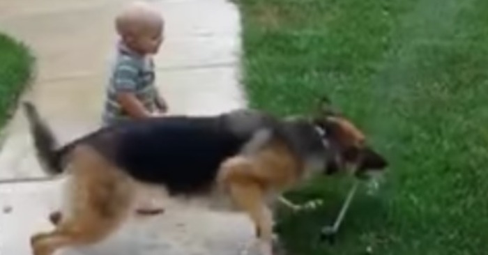  L’enfant a aidé son ami canin à surmonter ses peurs par son propre exemple