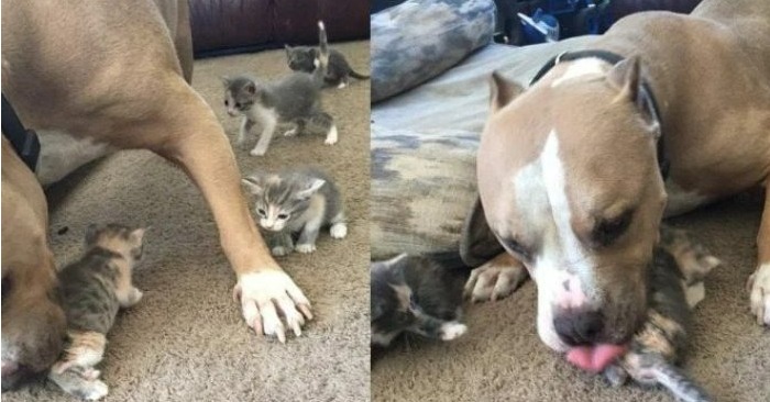  Un pitbull bienveillant a adopté les chatons et en a pris grand soin