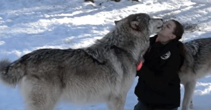  L’amitié d’une femme et d’un loup géant a recueilli 10000 millions de vues sur les réseaux sociaux
