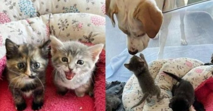  Le petit chaton n’a pas seulement été sauvé, mais a également trouvé une compagnie aimante avec d’autres chats de son âge