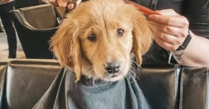  Le propriétaire a amené son chien chez un coiffeur pour le rendre plus attrayant. Tout le monde était étonné!