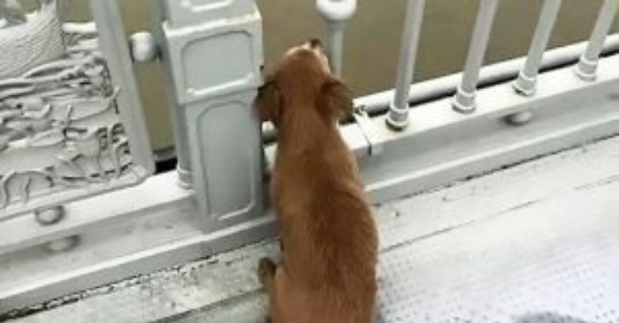  Le chien a attendu quatre jours pour que son propriétaire revienne sur le pont d’où son homme est tombé à l’eau