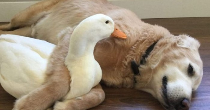  Malgré quelques désaccords antérieurs, le chien et le canard ont maintenant une amitié chaleureuse