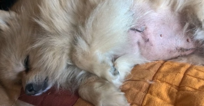  Le chien avec le cancer du sein a lutté pour sa vie jusqu’à la fin, mais bien sûr avec le grand soutien de son propriétaire