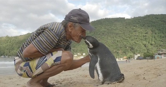  Un pingouin reconnaissant est venu chaque jour pour montrer sa gratitude à son sauveur