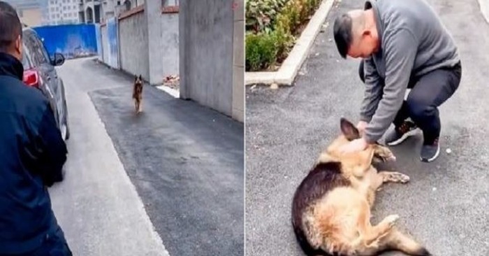  La scène où le chien policier réagit à la visite surprise de son maître est vraiment déchirante