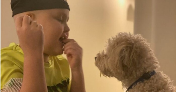  L’intuition de ce chien a aidé à guérir le garçon de sa maladie