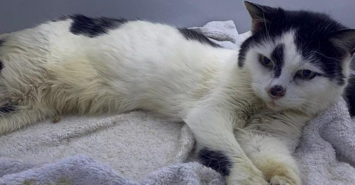  La propriétaire a essayé de trouver son chat perdu, mais elle a réussi seulement dix ans plus tard