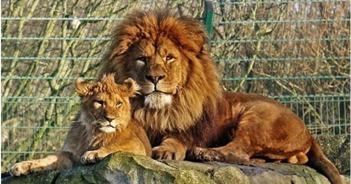  Le père lion a montré des sentiments maternels à son fils malgré les normes sauvages