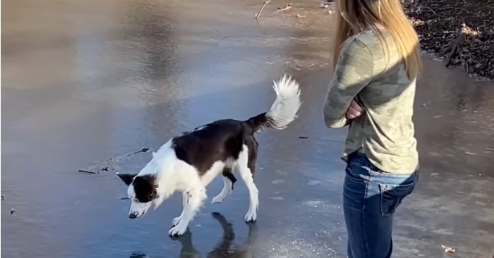  Le chien fou aime sauter sur l’étang gelé pour le plaisir d’un grand nombre de téléspectateurs