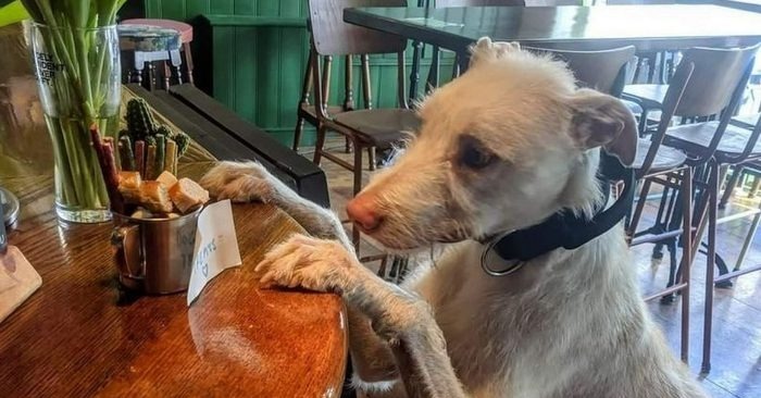  Un chien est devenu un nouvel employé d’un bar et l’a fait connaître