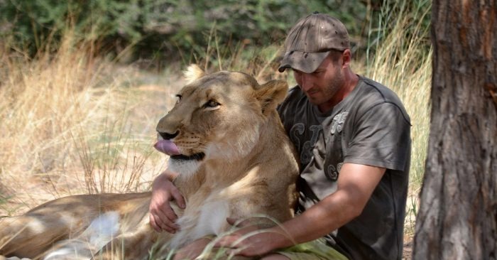  Les relations douces entre une lionne et son sauveur, qui a un rôle vital dans la vie de l’homme