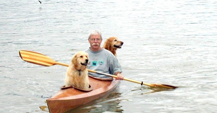  Les chiens heureux, qui sont allés kayak avec leur propriétaire pour la première fois
