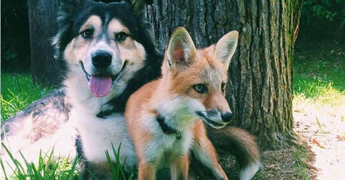  Un chien et un renard défient les attentes et créent une amitié incroyable et chaleureuse
