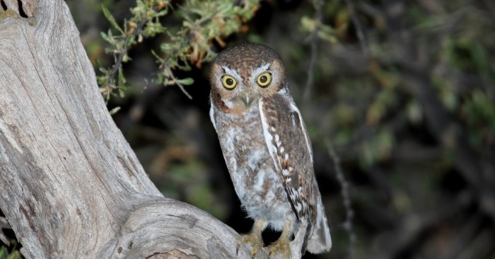  Le hibou elfe : à la découverte du plus petit et du plus mignon des hiboux du monde