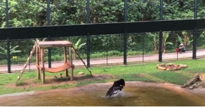  Un moment émouvant : Tuffy, un ours secouru, découvre l’eau pour la première fois après 10 ans passés en cage