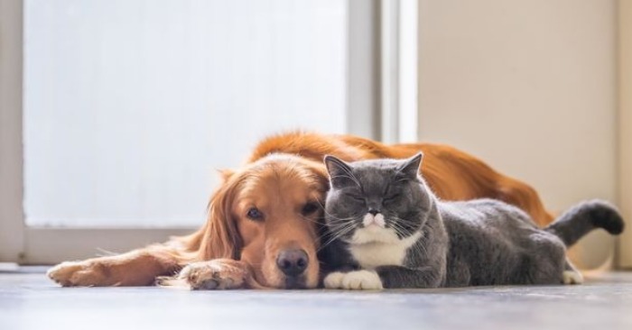  De l’inconnu à l’âme sœur : Un chat et un chien trouvent l’amour dans un refuge