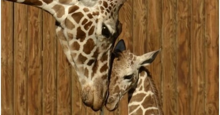  Gentille et attentionnée mère girafe jouit de sa maternité après avoir donné naissance à un bébé dans le zoo