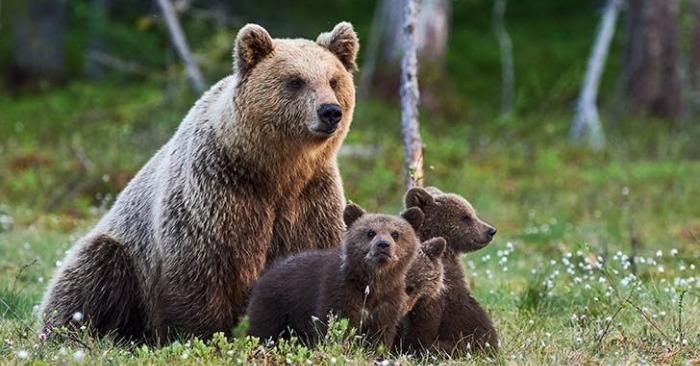  Rencontre émouvante en Caroline du Nord : Une ourse présente ses oursons à un résident attentionné