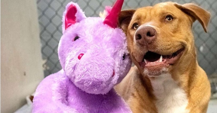  Un chien errant captive les cœurs en désirant une licorne violette et trouve un foyer aimant