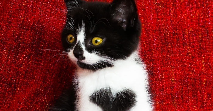  «Cœur sur la manche»: Adorables images d’un chat avec un cœur sur sa poitrine