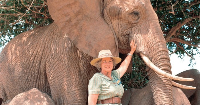  Dame Daphne Sheldrick : Ange Gardien des Éléphants Orphelins depuis Plus de Quatre Décennies