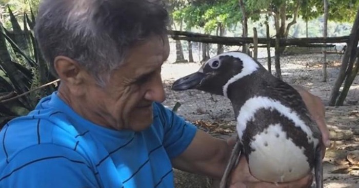  La remarquable réunion: Comment l’acte de gentillesse de Joao l’a lié à un pingouin spécial nommé Jinjin pour toujours