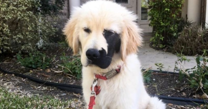  «Un chien unique en son genre»: L’histoire d’un Golden Retriever avec une marque spéciale sur son visage