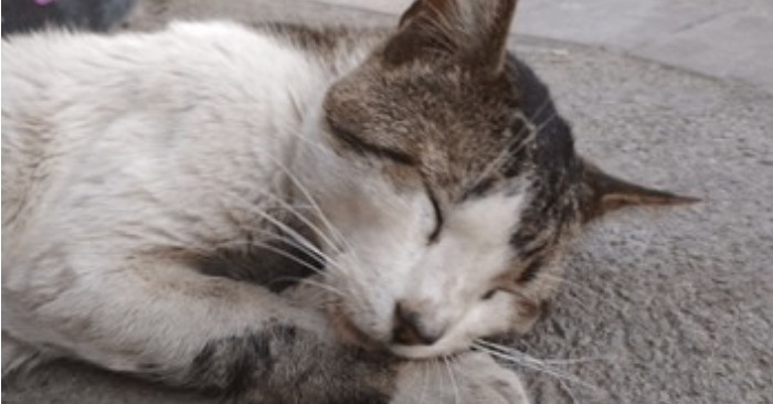  «La belle au bois dormant» : La réaction adorable de ce chat lorsque son propriétaire l’embrasse pendant son sommeil