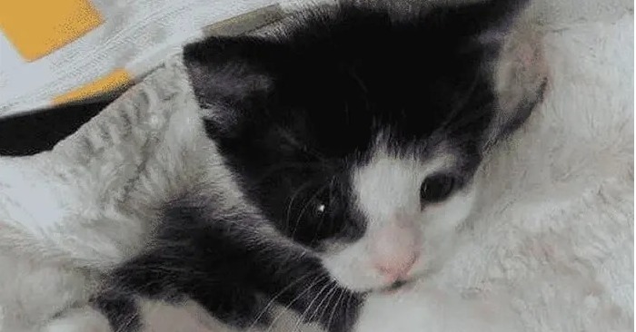  «De l’impuissance au bonheur» : L’amour et les soins de la fille ont aidé ce chaton de 60 grammes à survivre
