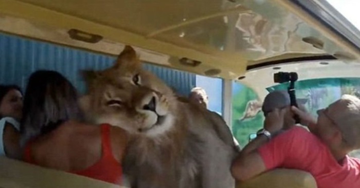  «Quand un lion a envie de câlins» : Une histoire extraordinaire de touristes intrépides étreignant un roi sauvage