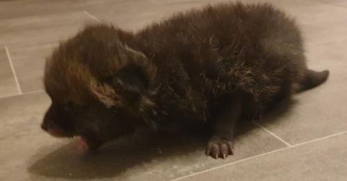  Un homme adopte accidentellement un renardeau : Une histoire de compassion et de sauvetage de la faune sauvage
