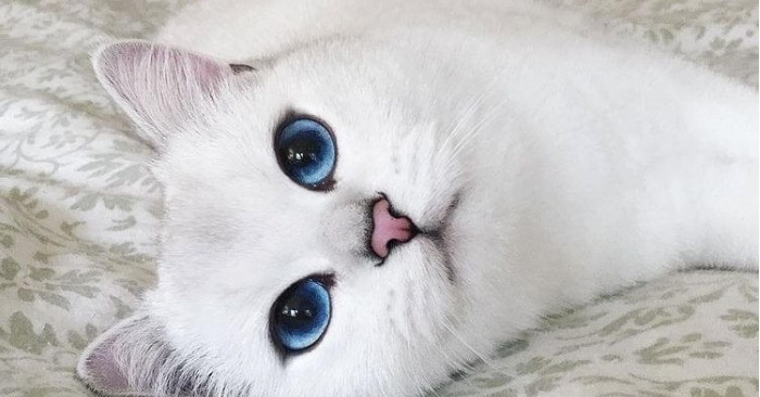  “Beauté aux yeux bleus” Ce chat aux yeux uniques a conquis le monde entier