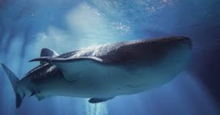  «Une rencontre fascinante» La baleine géante a rappelé aux gens sa présence et a surpris tous les touristes