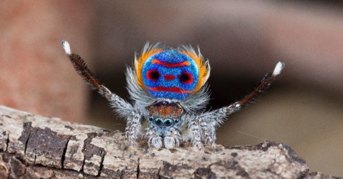  Dans une nature unique, la danse des araignées ne manquera pas de surprendre tout le monde