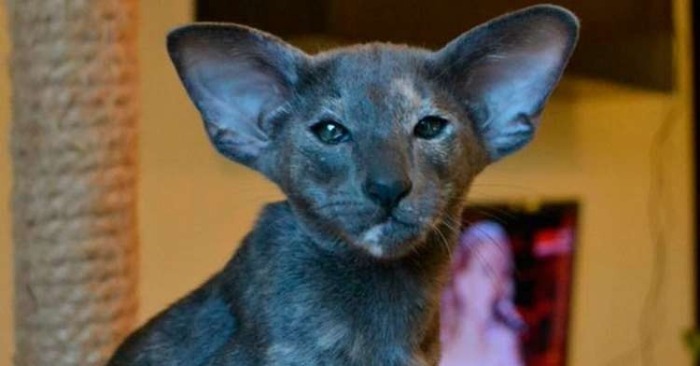  “Chat aux oreilles amusantes” Les oreilles du chaton sont trop grandes, mais comme toujours, il est adorable et gagne les cœurs